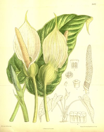 Caladium pubescens, Araceae by J.N. Fitch